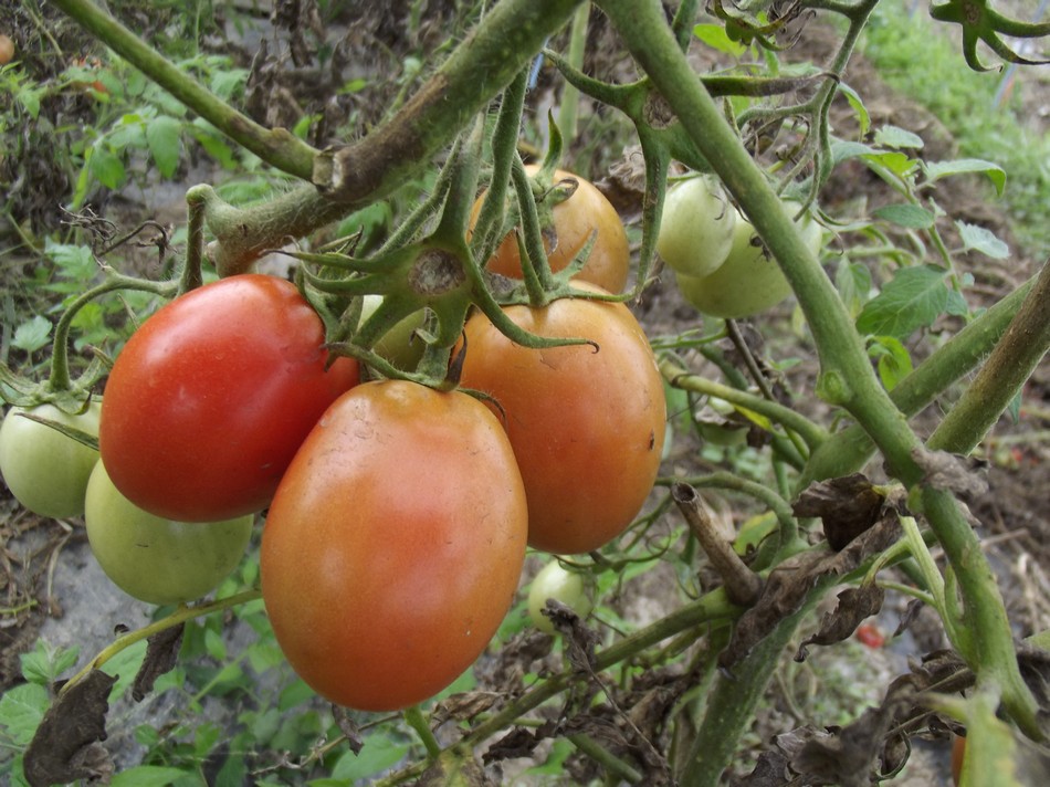 pomodori Pianalto