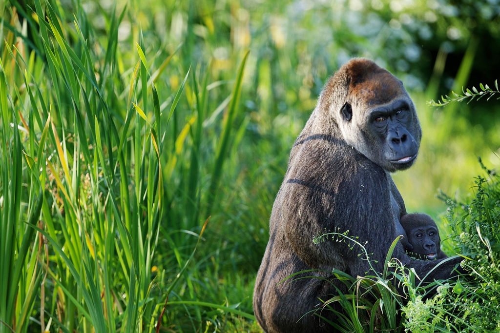 Gorilla at Dublin Zoo