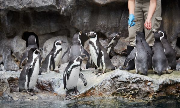 Top Zoos in the US: 7 Great American Zoos