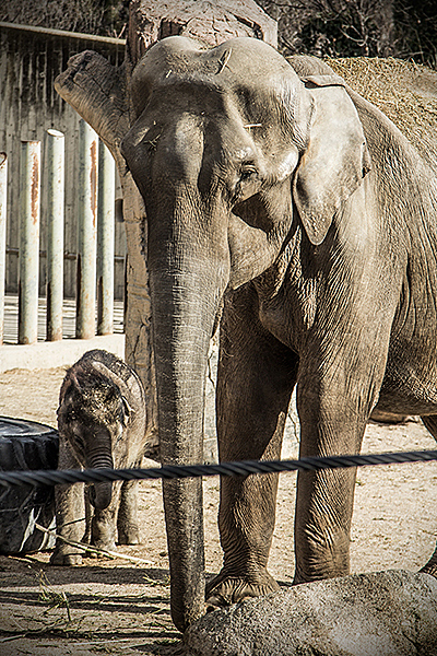 Elefante con cría en Zoo de Madrid