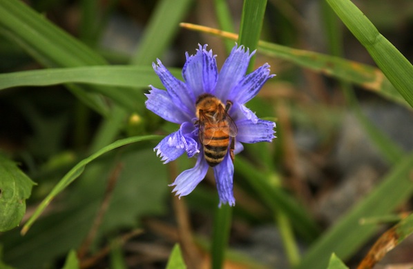 Beekeeping Tips from Krista Conner