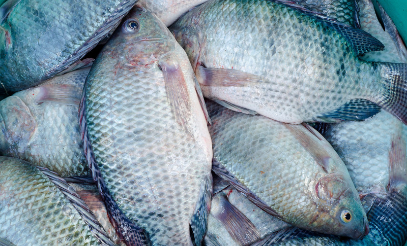 pesce venezia