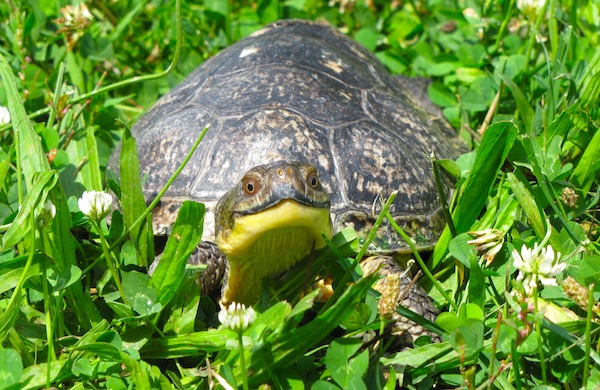 TMNT, Starring Peggy Notebaert Nature Museum Animals