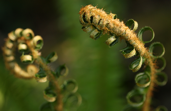 Seattle Things to Do: Nature Parks & Hikes | Groupon