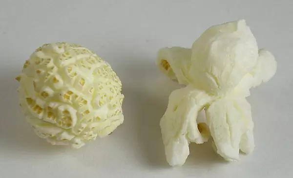 popcorn mushroom butterfly