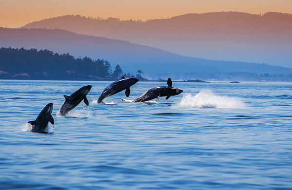 whale watching san juan islands washington jpg