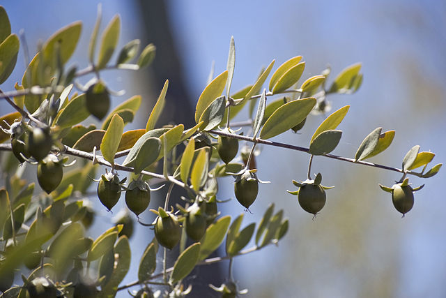 Olio di jojoba: proprietà e usi