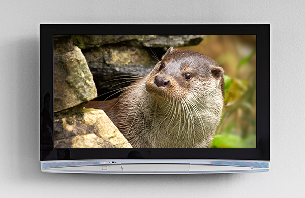 Live Animal Cams Zoo Vacation Otters jpg