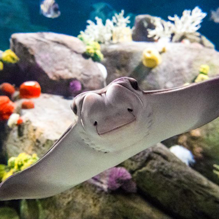 stingray at new york aquarium