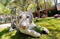 Things to Do with Kids in Vegas