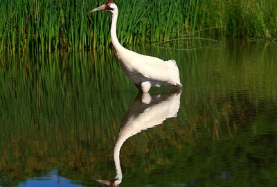 crane