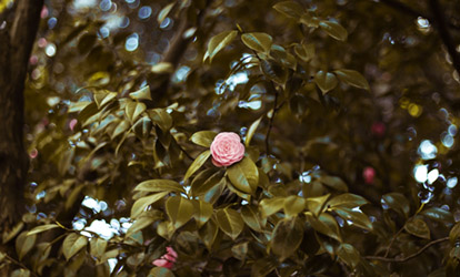 Kampinoski Park Narodowy