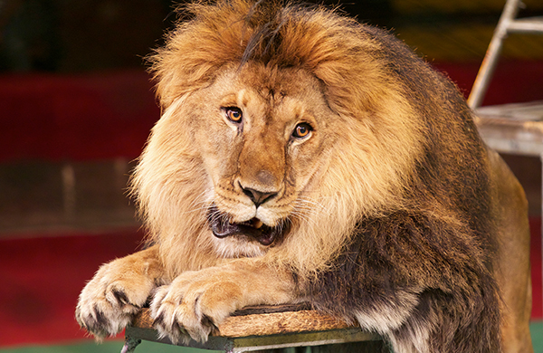 Ringling Bros.' Alexander Lacey on Training Big Cats Hero