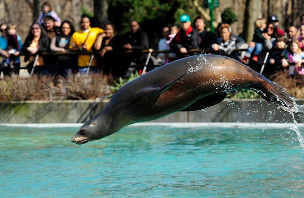America s Best Zoos for Animal Photos sea lions
