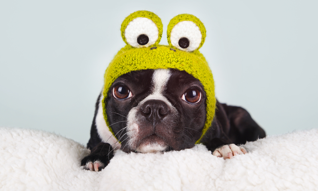 10 Adorable Halloween Costumes For Dogs