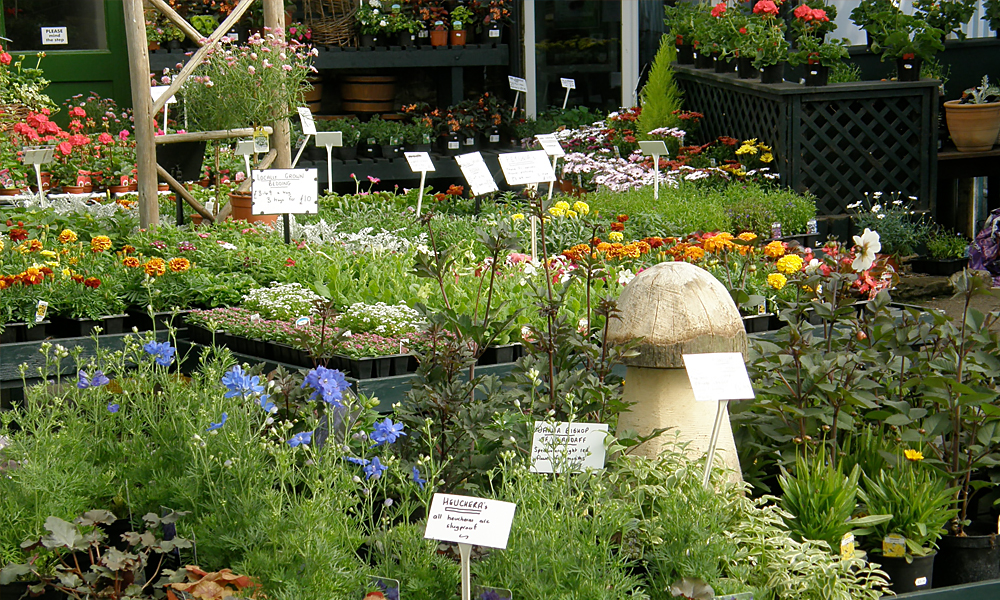 Scotland Nurseries Matlock Derbyshire, Derbyshire Groupon