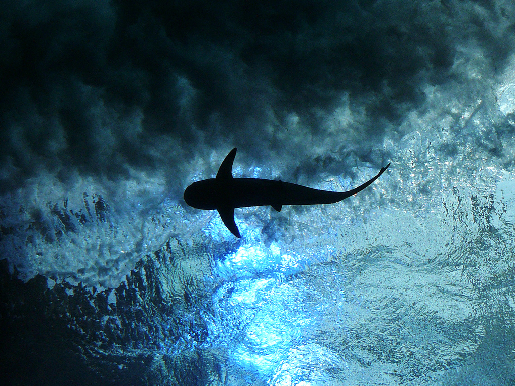 Aquarium Atlanta, GA Groupon