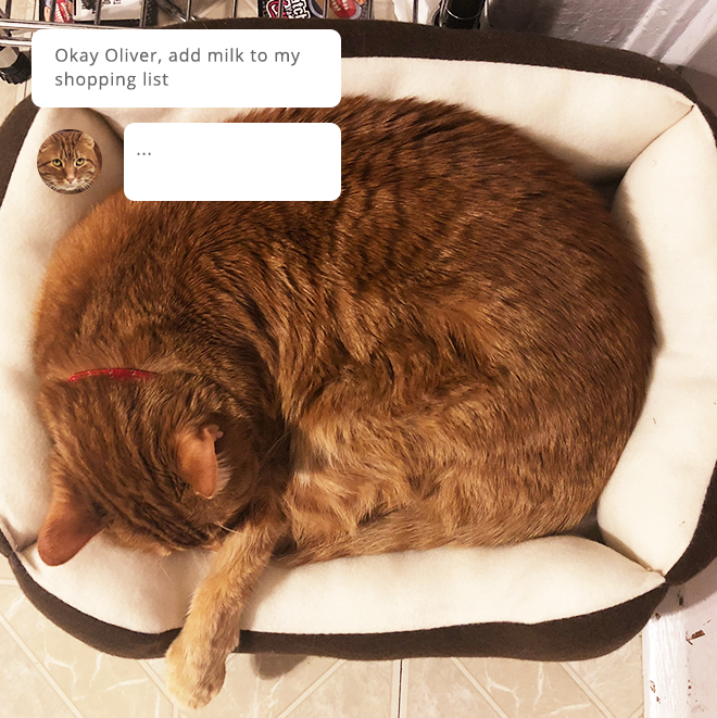 A cat.