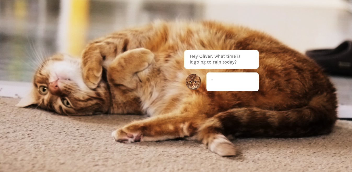 Another cat.