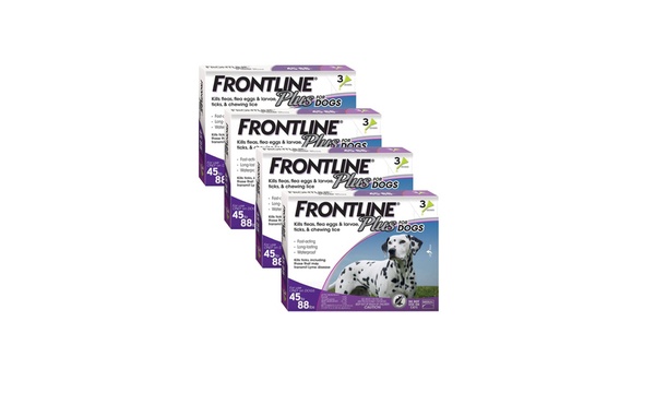 Frontline plus outlet purple