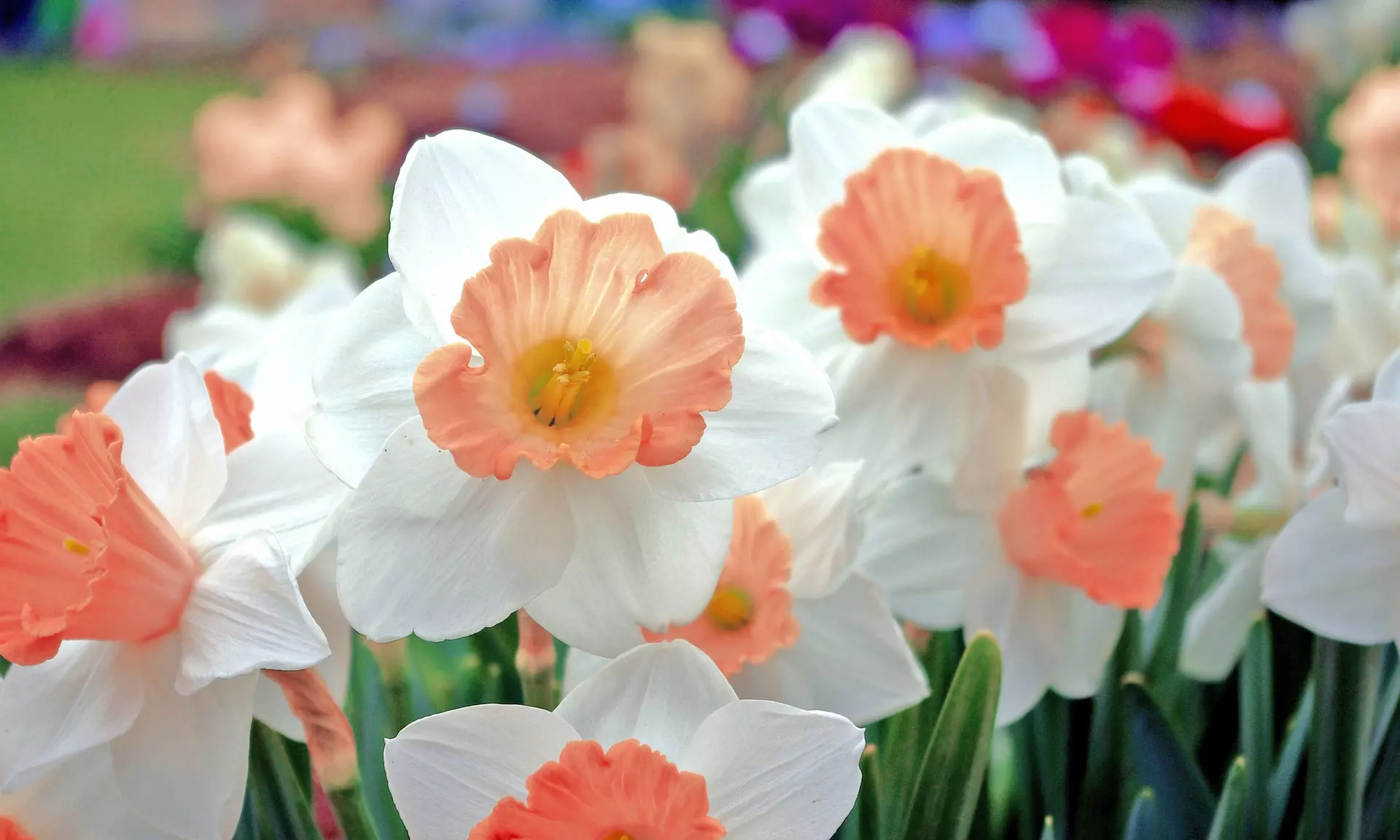 Pink Charm Daffodil Narcissus Flowers (6, 12, & 24 Bulbs with Planting Tool)