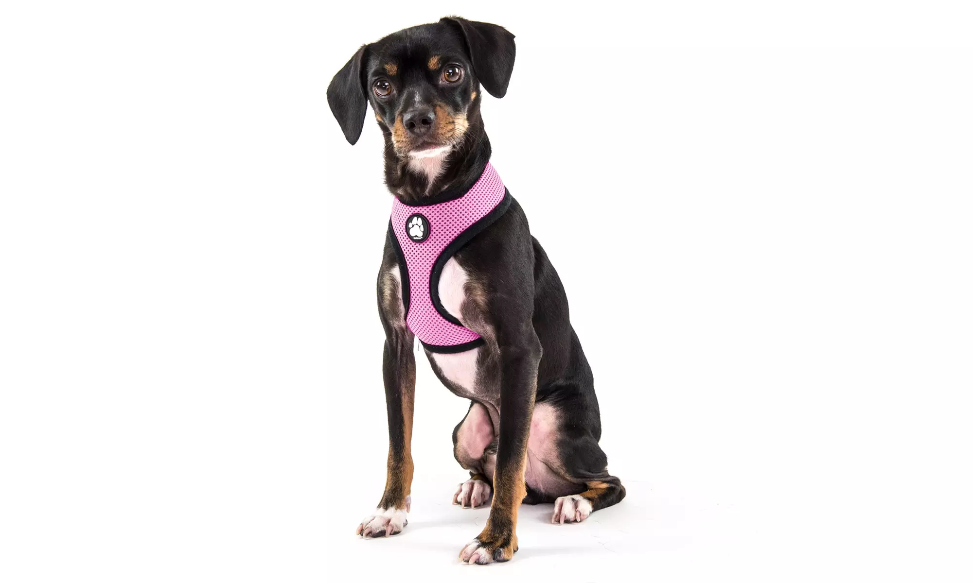 FurHaven Pet Easy Comfort Mesh Dog Harness