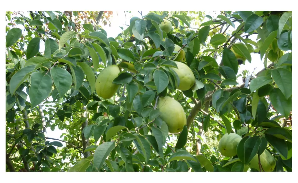 24 Fresh Paw Paw Fruit Tree Seeds Pawpaw The Indiana Banana New Crop - Primary Image