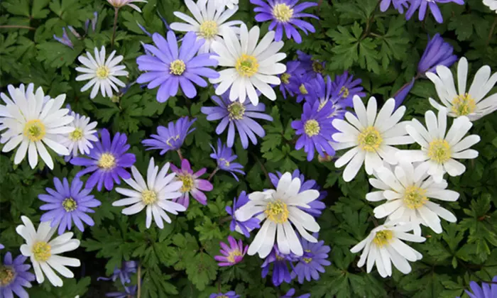 45 or 75 Touch Of ECO Colorful Anemone Blanda Windflower Bulbs