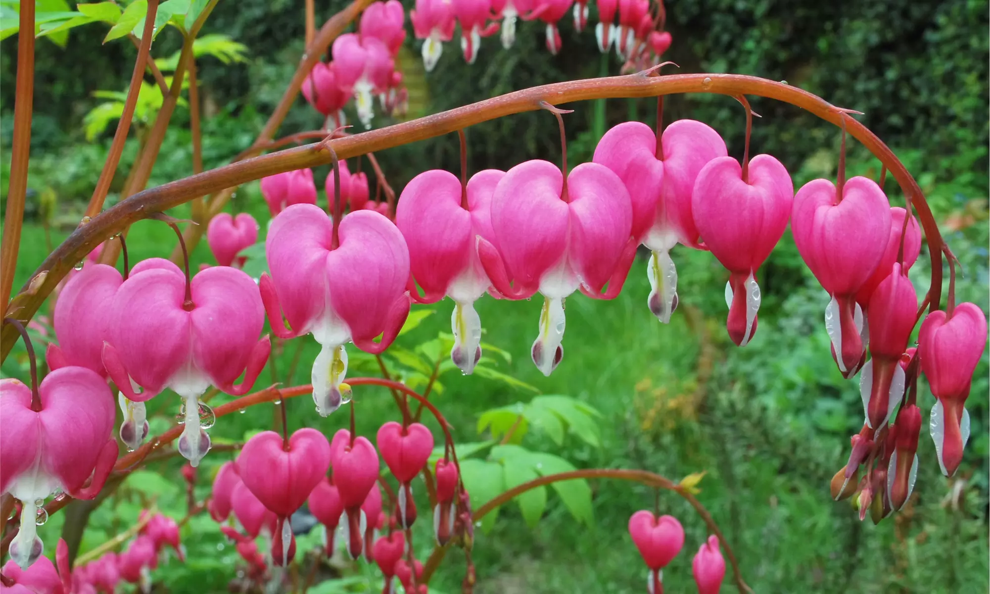 Bleeding Heart Flower Bulbs - Pink or White (2-, 4-, 8-Pack With Planting Tool)