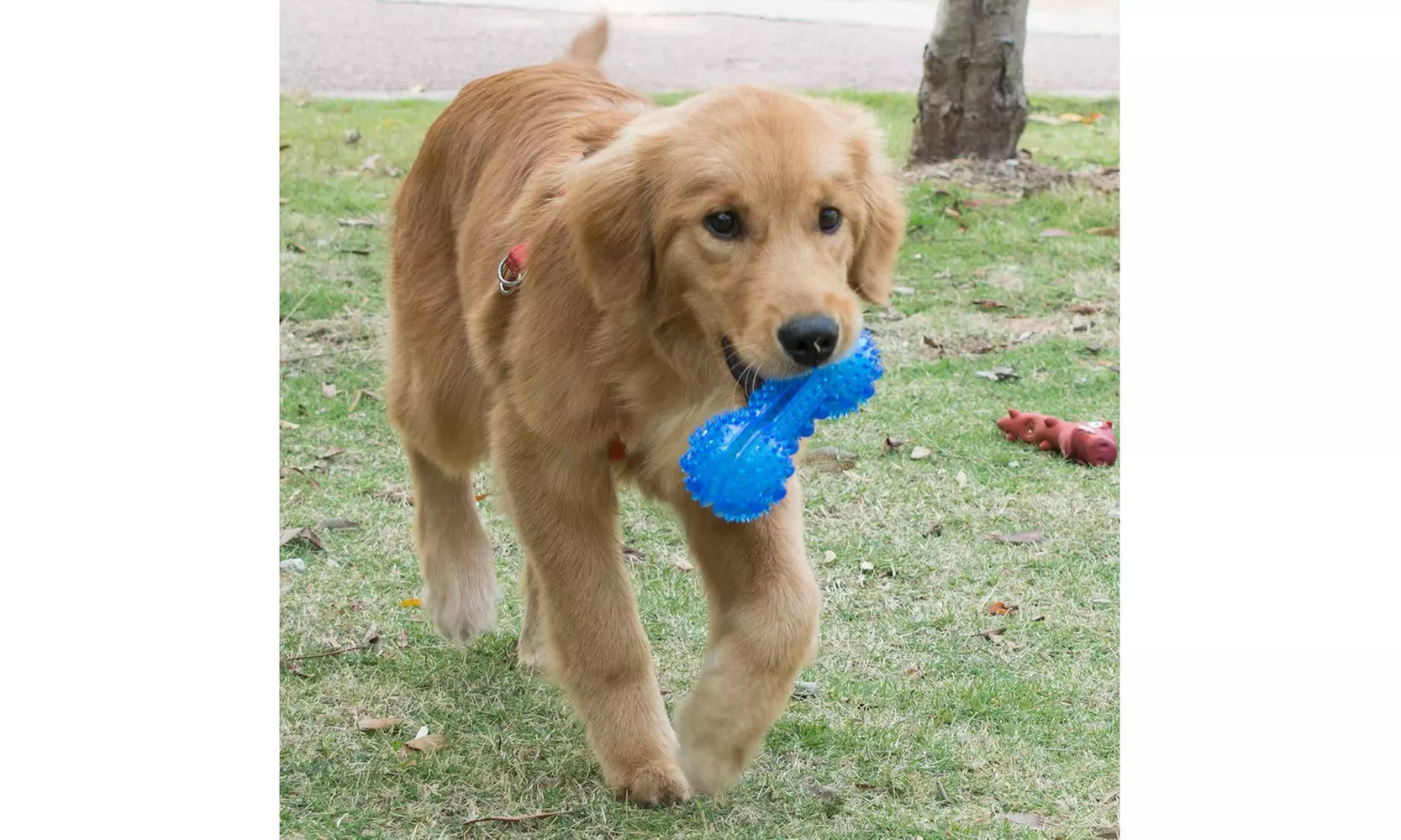 Dog Play Toys, Dog Bone IQ Toys with Massage Particles - Primary Image