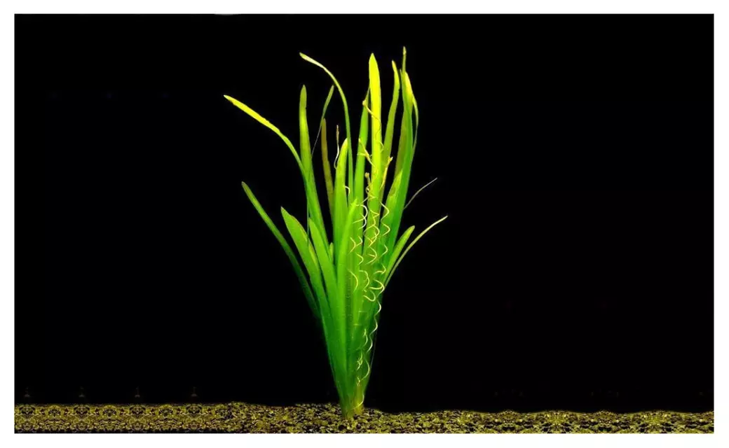 3x Vallisneria Spiralis Jungle Val Bunch Live Aquarium Plants - Primary Image