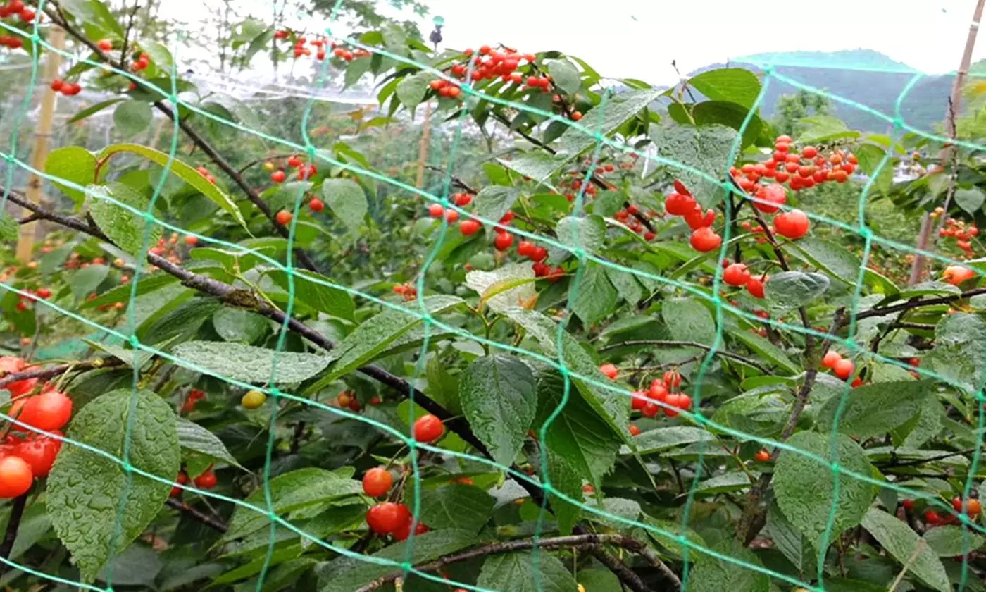 iMounTEK 13' x 33' Anti-Bird Garden Netting Protective Barrier Net for Plants