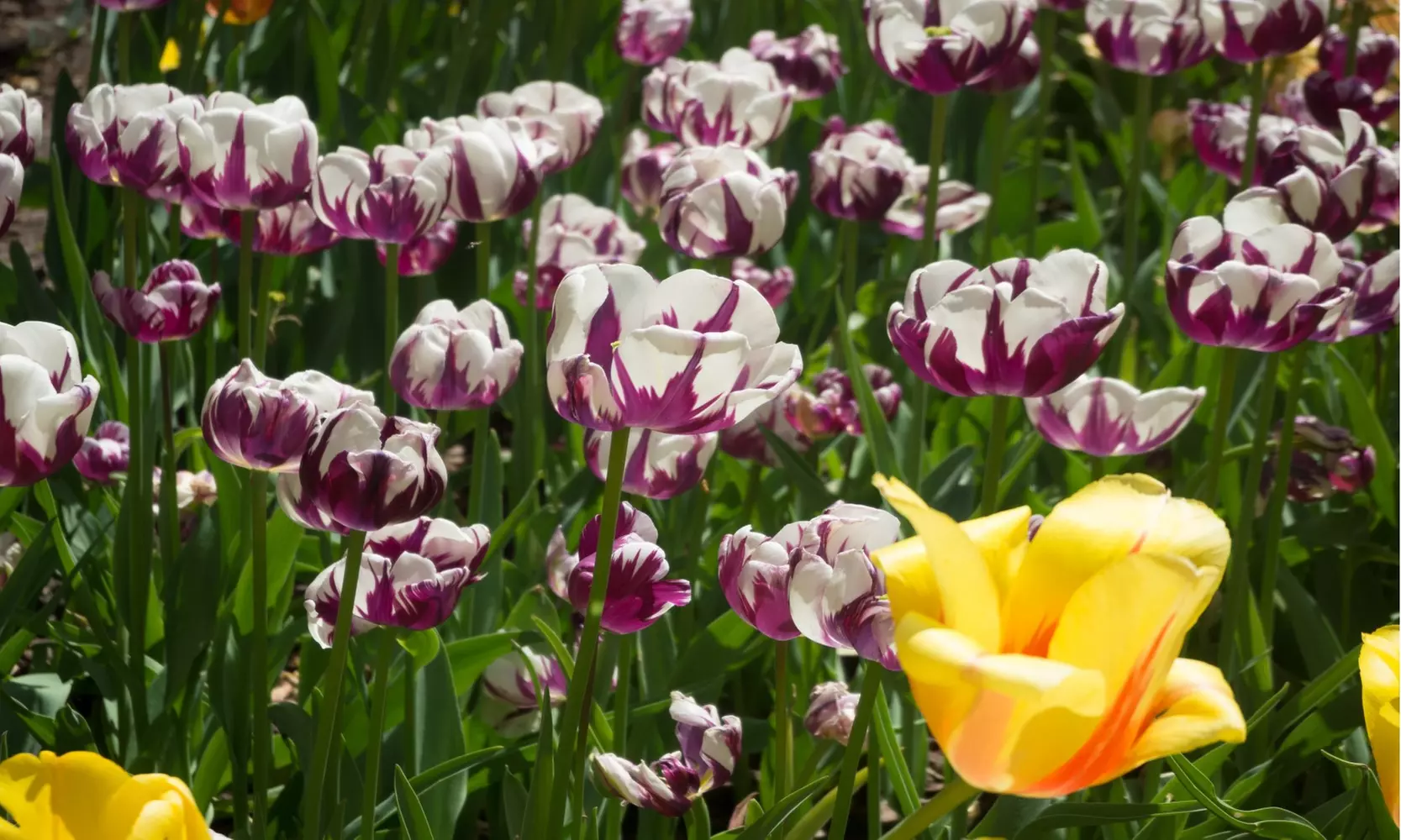 Blueberry Swirl Tulip Flowers (10, 20, & 40 Bulbs with Planting Tool)