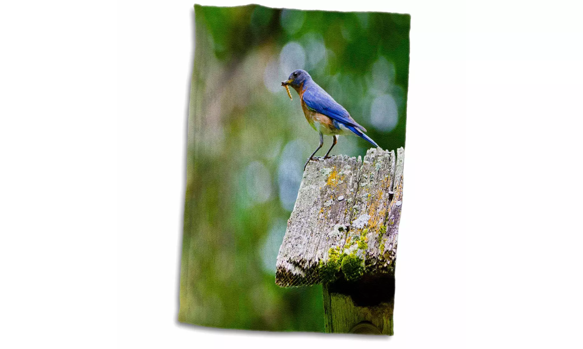 Towel - USA, Minnesota, Mendota Heights, Eastern Bluebird - 15 by 22-inches  - Primary Image