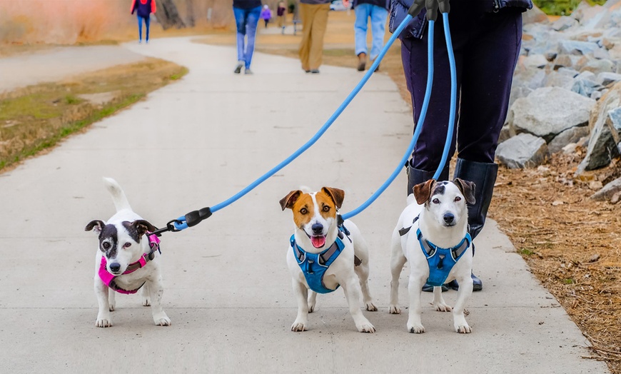 3 way dog lead no tangle