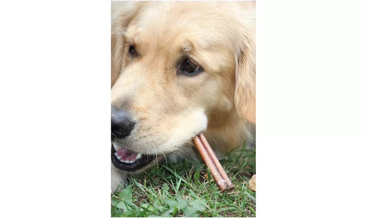 6 inch Bully Sticks - Standard Regular Thick Select Dog Dental Chew Treats - Second Medium