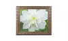 Cora Niele 'White Dahlia' Ornate Framed Art