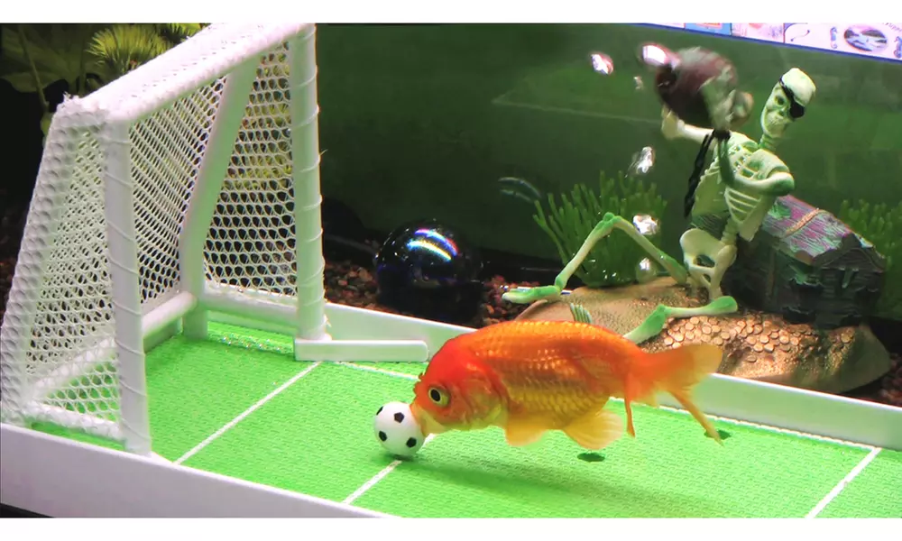 R2 Fish School Complete Fish Training Kit (27-Piece) - Primary Image