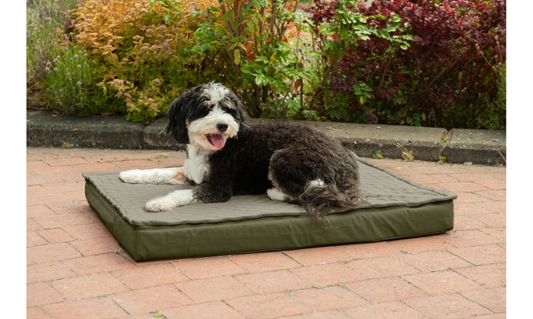 Groupon orthopedic outlet dog bed