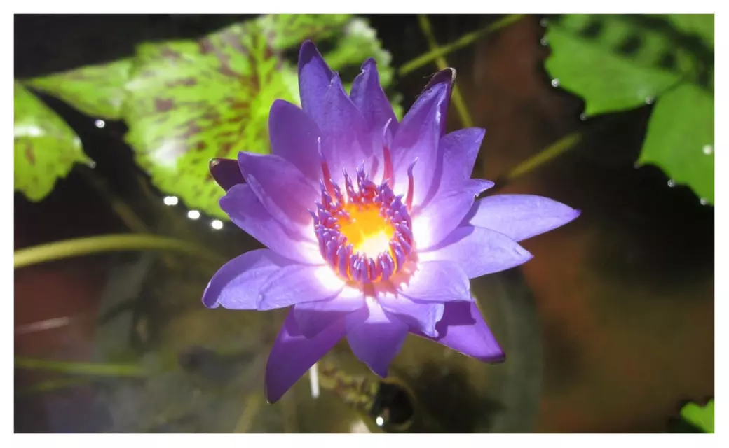 Nymphaea August Koch Sea Blue Tropical Water Lily Tuber Rhizome Plants - Primary Image