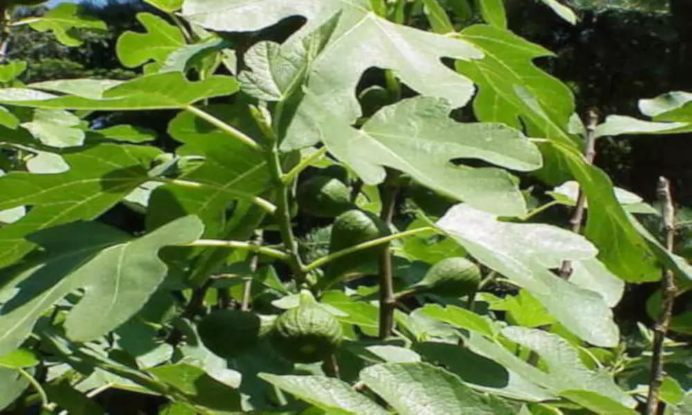  'Magnolia' - Fruiting Fig Tree - Second Medium
