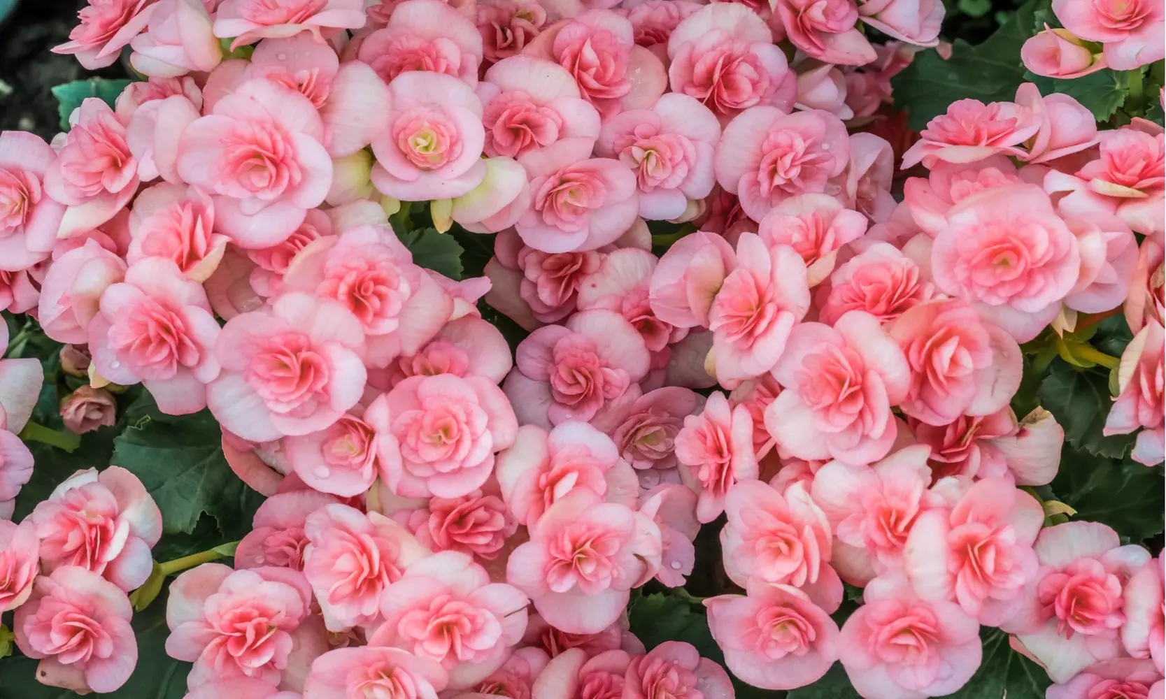 Strawberry Ripple Begonia Flower Bulbs (4-, 8-,16-Pack with Planting Tool)