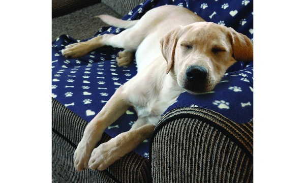 Groupon store dog blanket