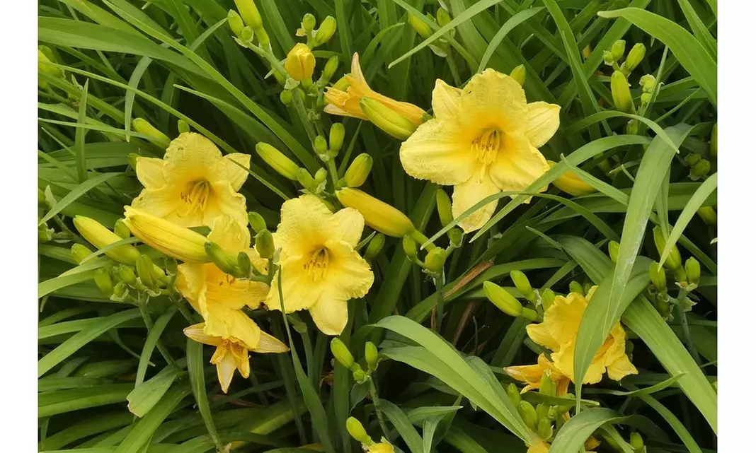 Stella D'Oro French Daylily Bare Root Plants (6pk, 9pk, 12pk With Planter)