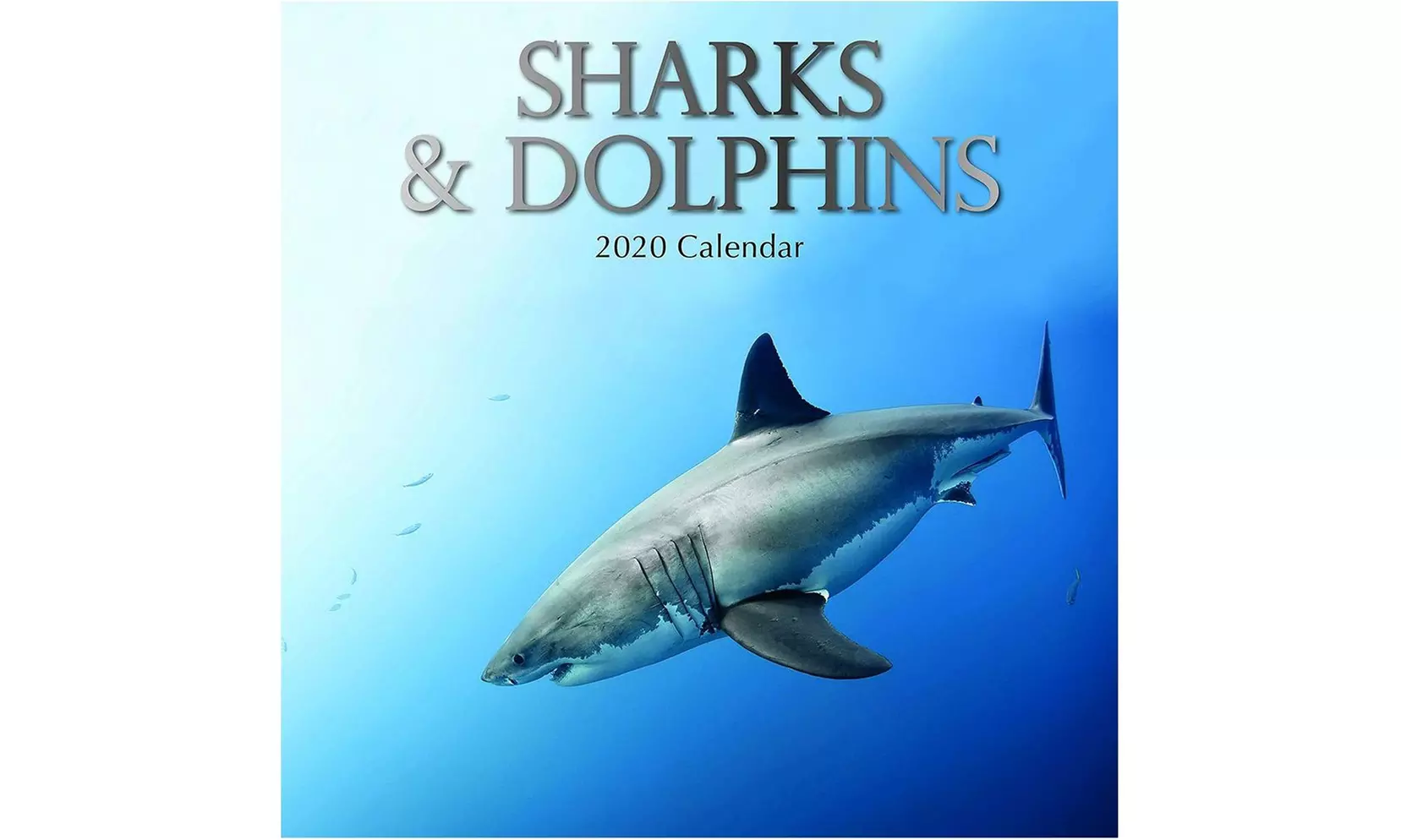 The Gifted Stationery 2020 Wall Calendar - Sharks Dolphins, 12" Monthly View - Primary Image