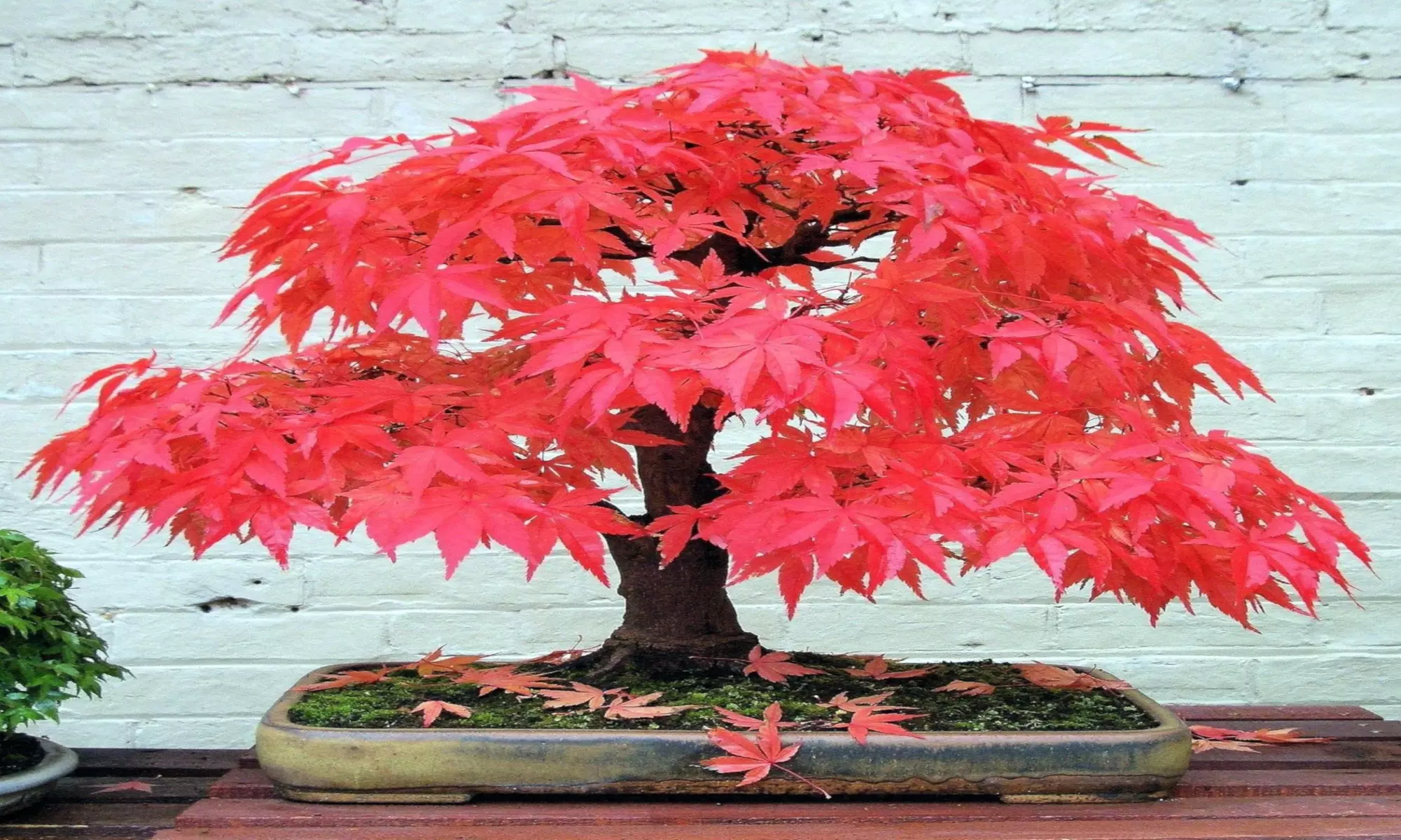 Red Japanese Maple, (Palmatum atropurpureum) Landscaping Tree Seeds Bonsai  - Primary Image