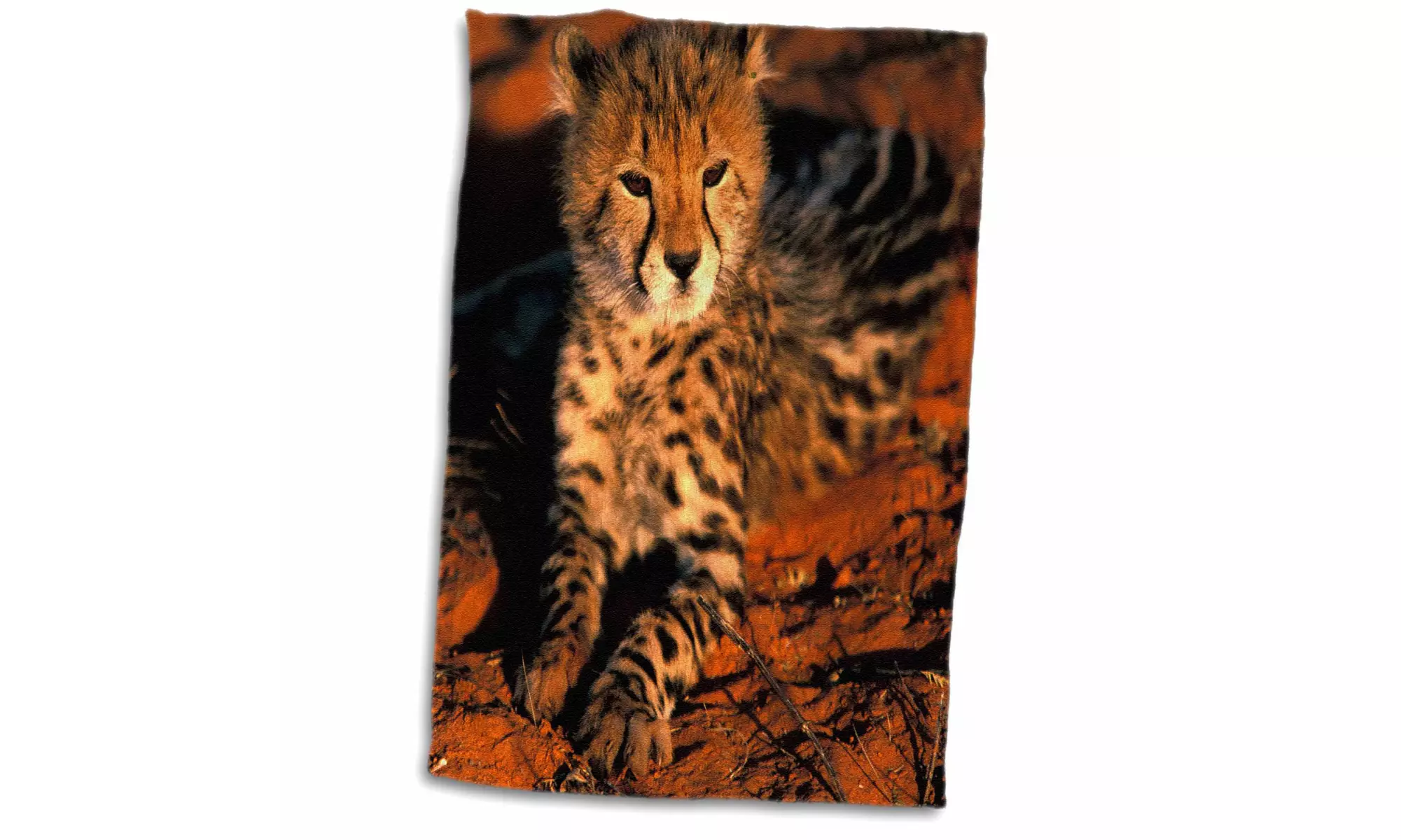 Towel - South Africa, Kalahari Desert. King Cheetah-AF42 GJE0049 - Second Medium