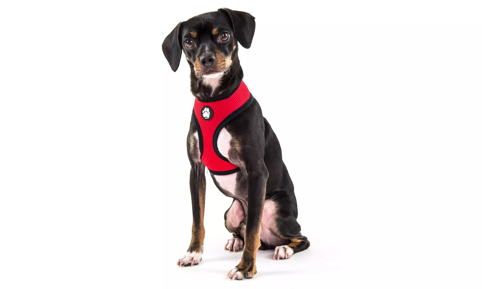 FurHaven Pet Easy Comfort Mesh Dog Harness