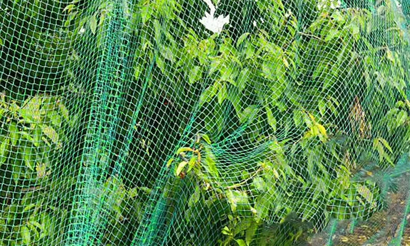 iMounTEK 13' x 33' Anti-Bird Garden Netting Protective Barrier Net for Plants