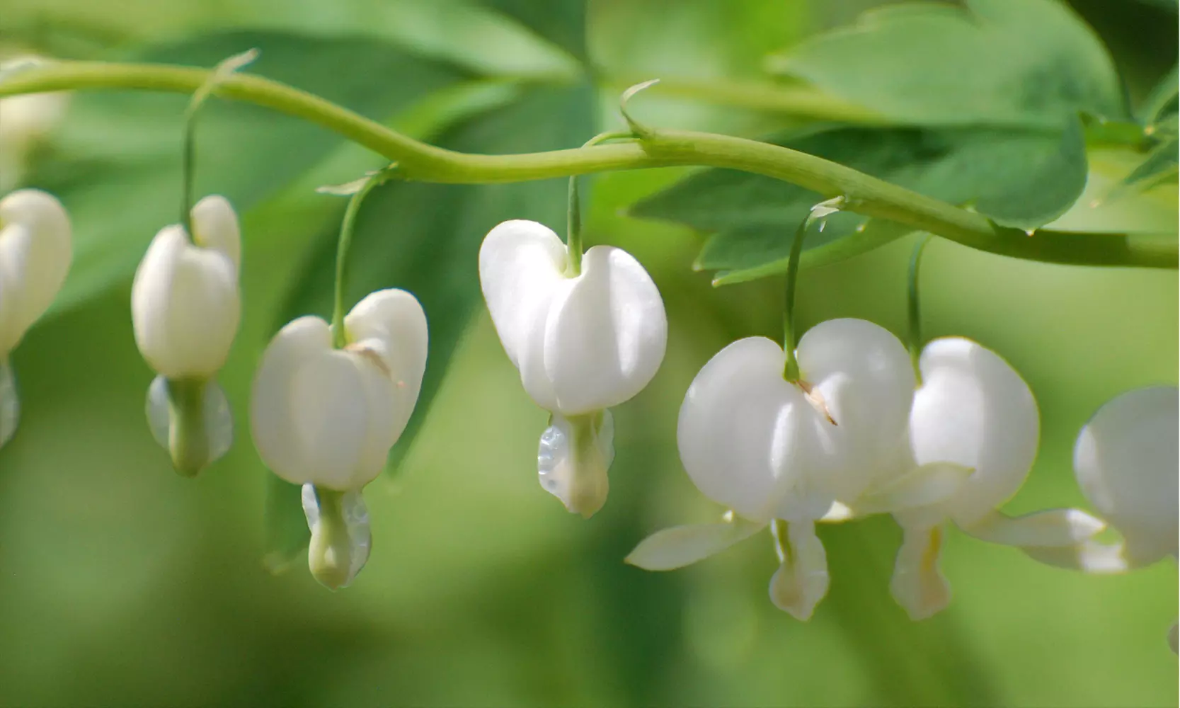 Bleeding Heart Flower Bulbs - Pink or White (2-, 4-, 8-Pack With Planting Tool)